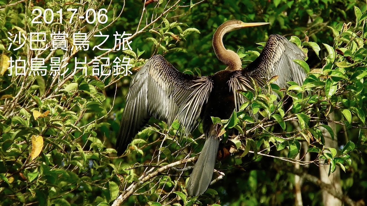 我的影片 沙巴賞鳥之旅 00   拍鳥影片