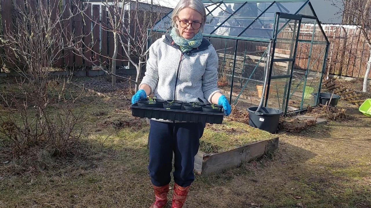 Małe sadzonki, wielkie efekty! Przesadzanie pelargonii krok po kroku