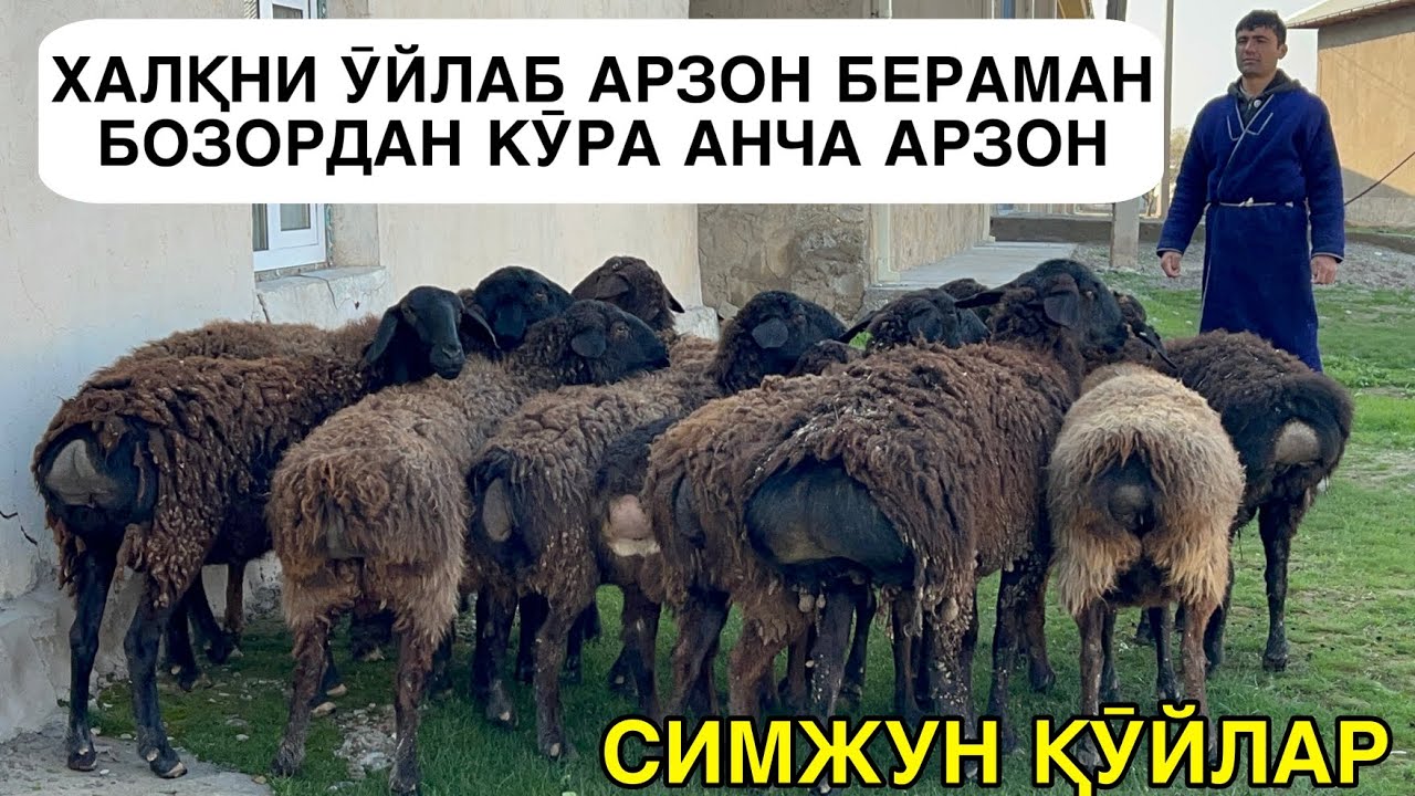 ИККИ ПАРТИЯ ҚӮЙЛАР. ☎️+998972910955