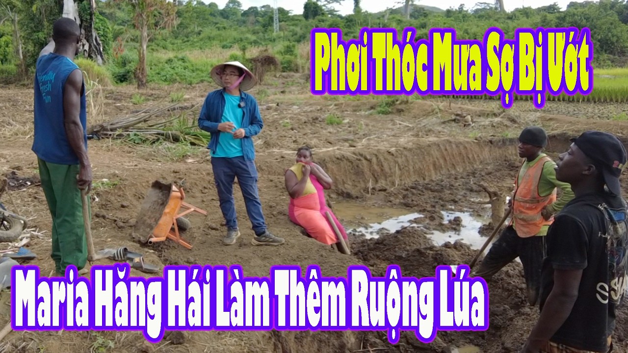 Trời Mưa Tầm tã|| Maria và Antonio không kịp phơi thóc|| 2Q VLogs Cuộc Sống Châu Phi