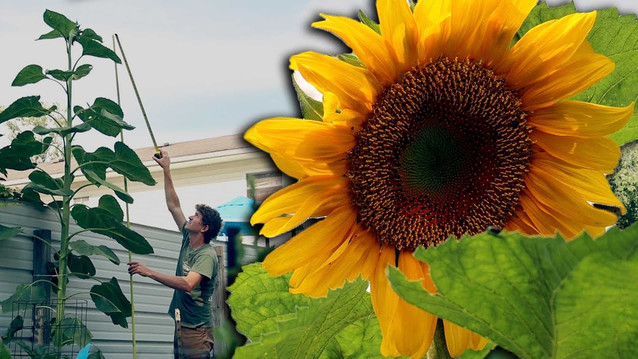 DO THIS to Grow Giant Sunflowers - Mongolian Giant Sunflowers