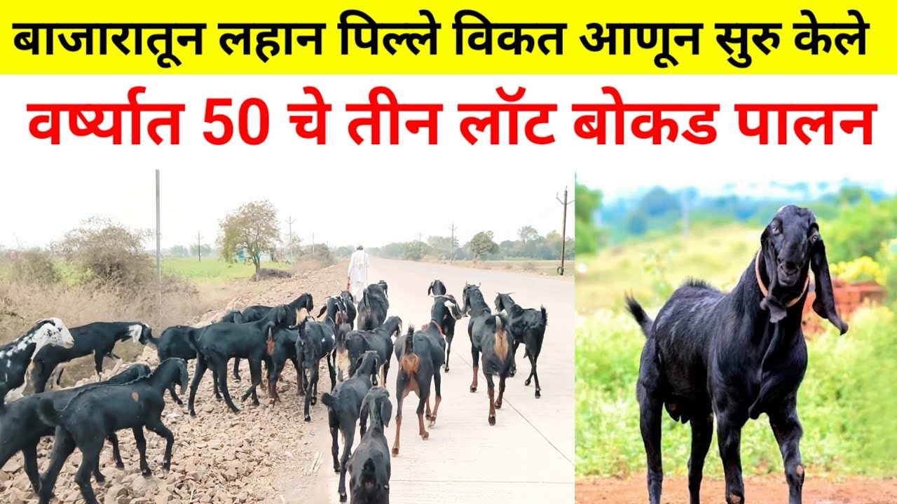 बोकड पालन व्यवसाय माहिती | Bokad palan business idea | got farming in Marathi | शेळीपालन माहिती 