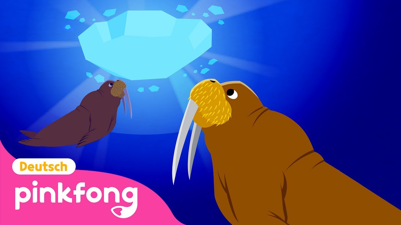 Walross | Pinkfong Meerestiere-Lieder | Baby Shark Deutsch | Pinkfong, Baby Hai! Kinderlieder