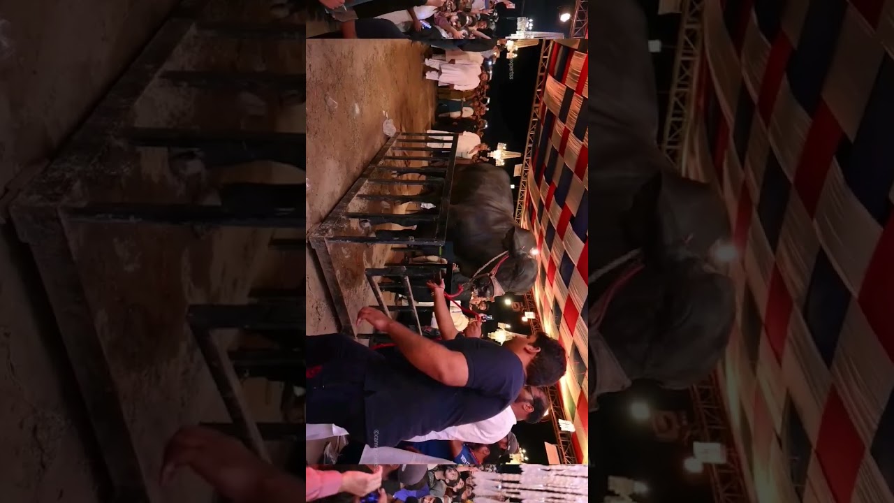 bulls weight competition 