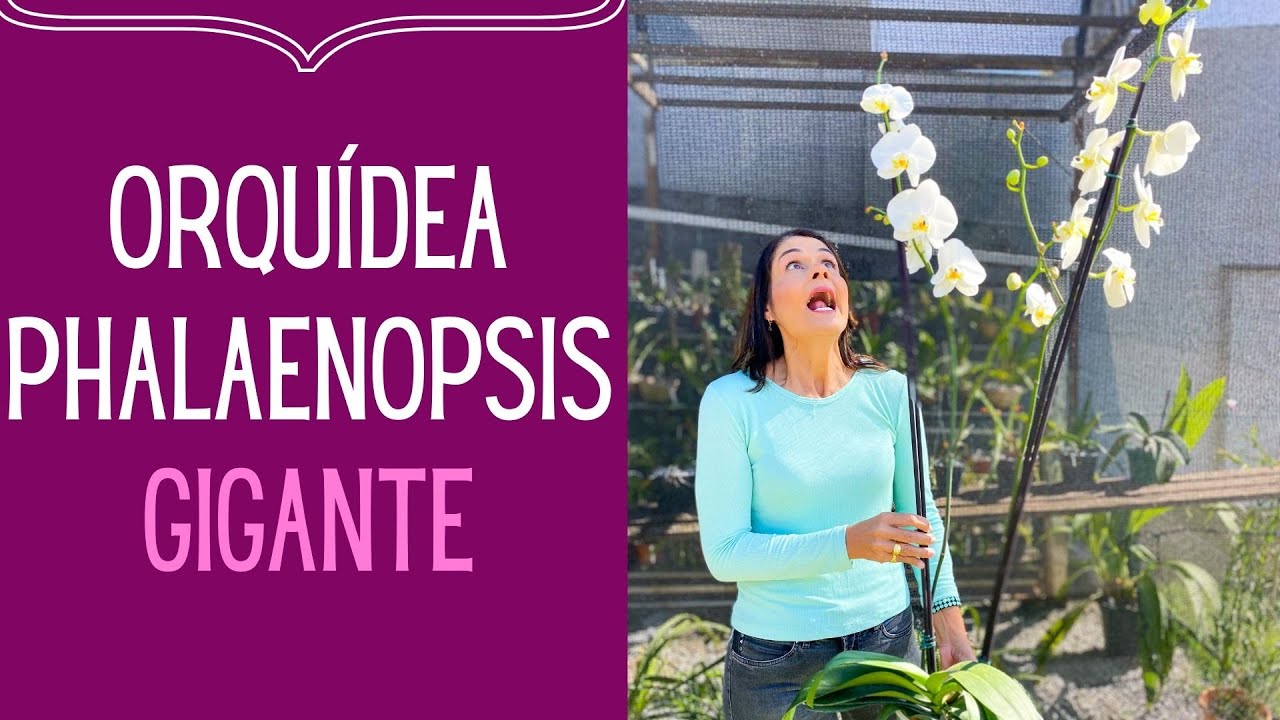 ORQUÍDEAS: Como cuidar de Orquídea Phalaenopsis gigante (Phalaenopsis majoris)