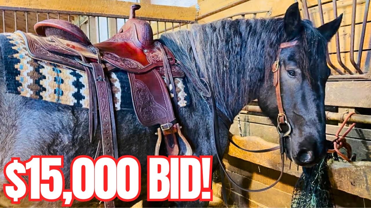 We Came for One Horse…But Bid On Another…