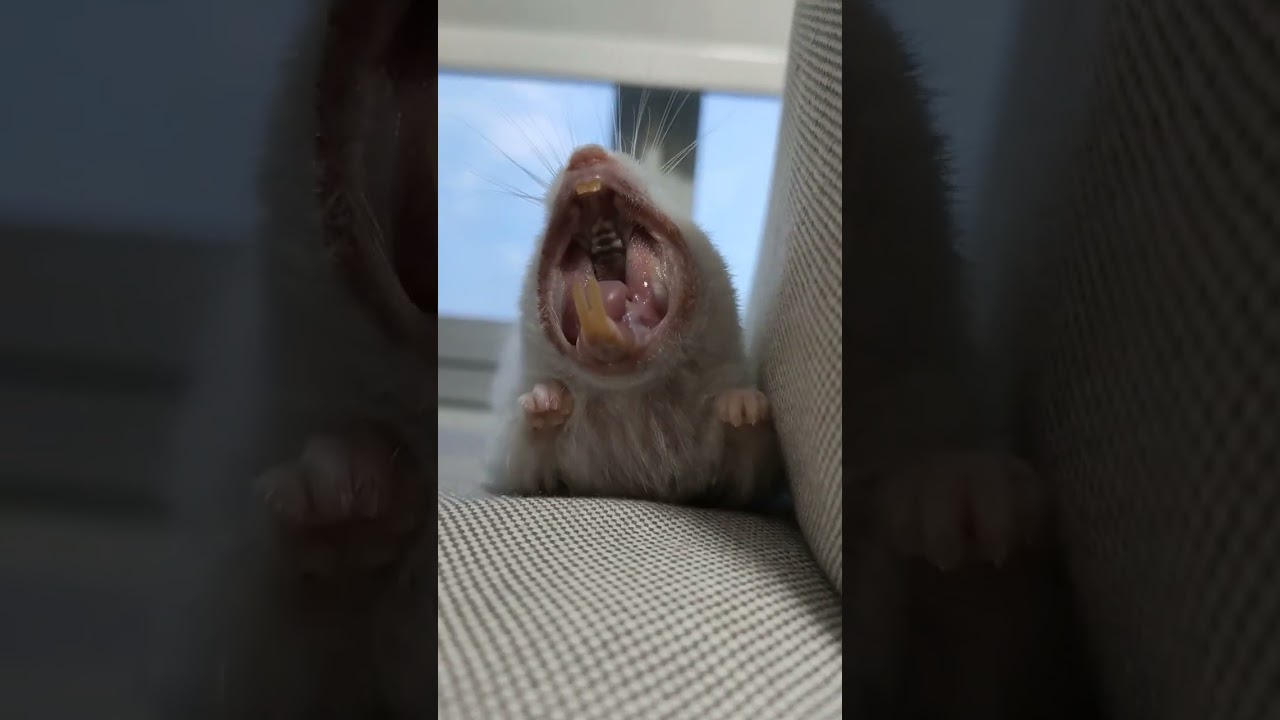 hamster yawning 🥱🐹 #shorts #hamster