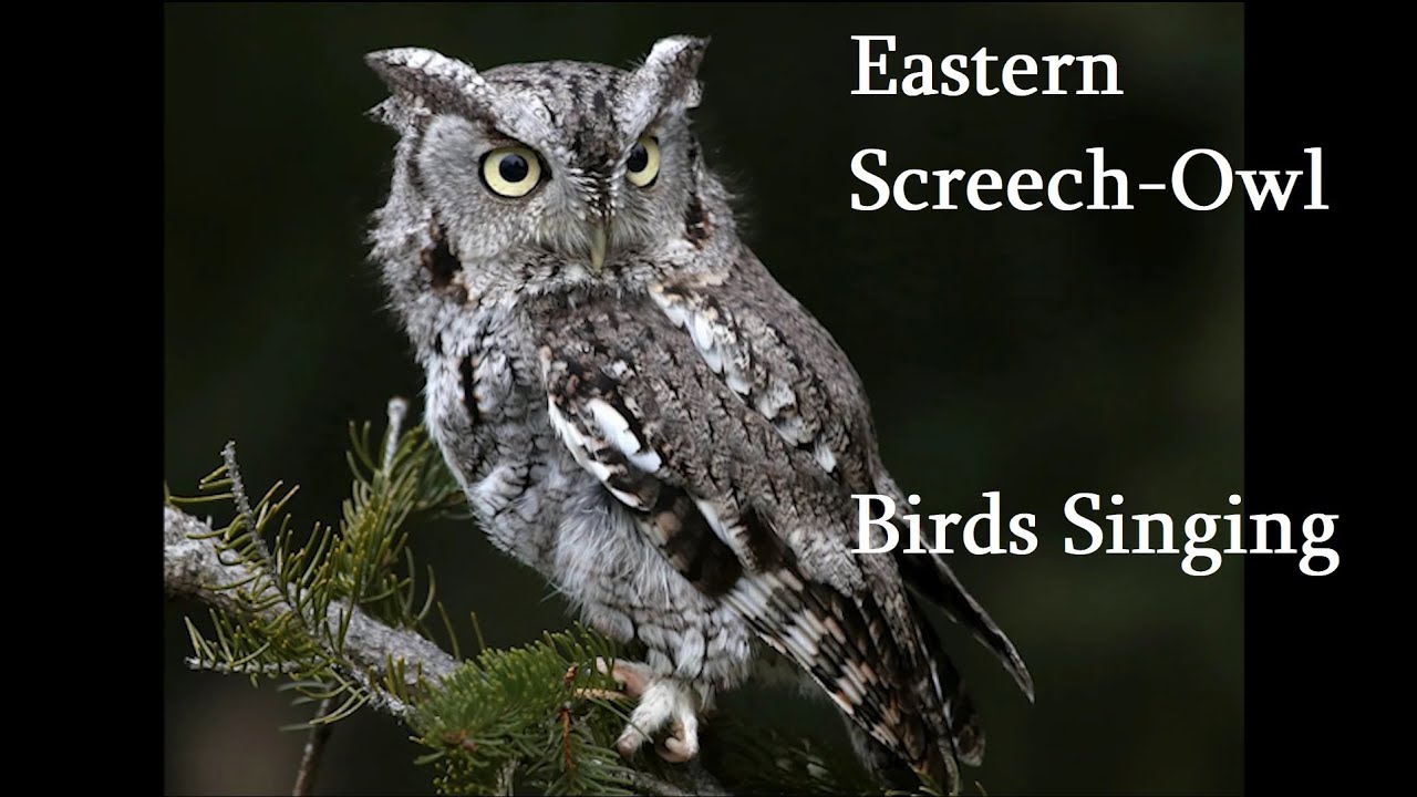 Birds Singing - Eastern Screech Owl - Sounds of Nature