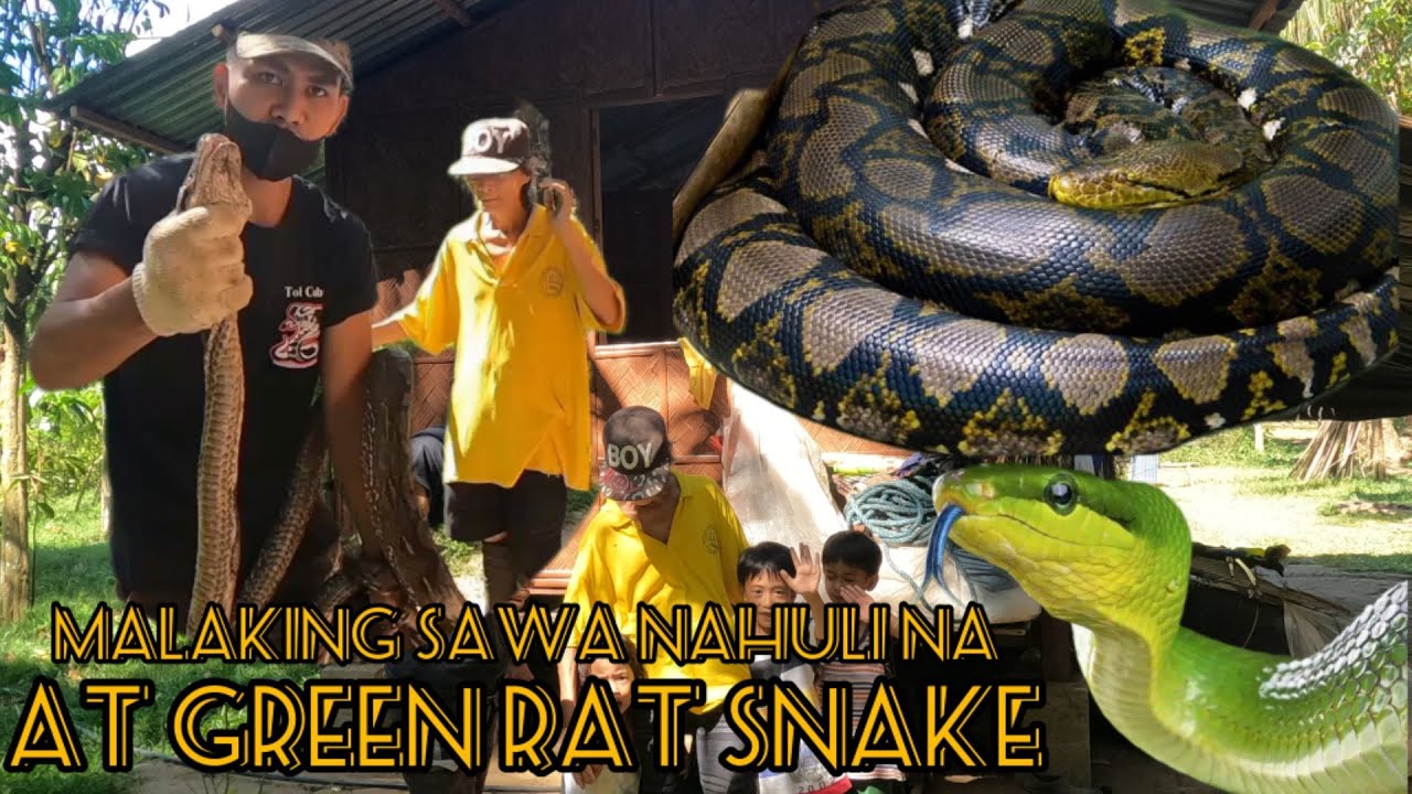 MALAKING ITIM NA SAWA NAHULI NA | AT GREEN RAT SNAKE#COBRAPRINCE