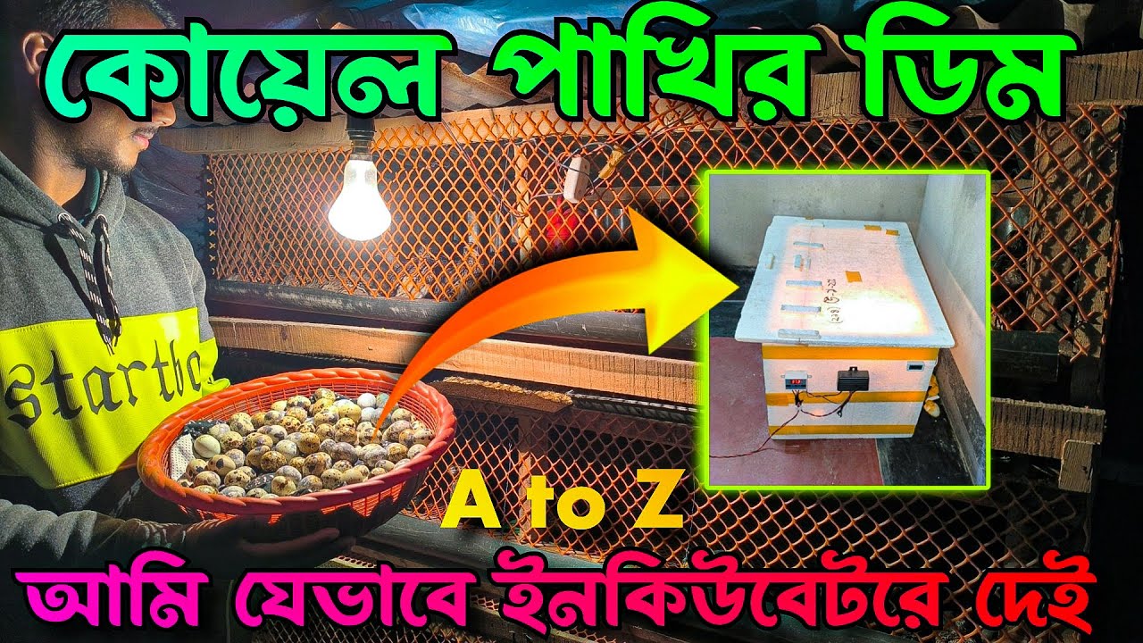 কোয়েল পাখির ডিম আমি যেভাবে ইনকিউবেটরে দেই,,১৪ দিন আর্দ্রতা ও তাপমাত্রা কত রাখি?🐦