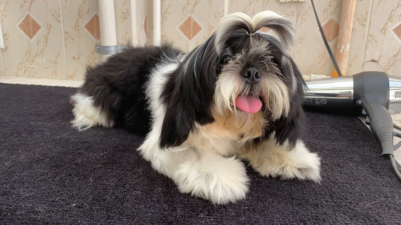 Cómo eliminar el mal olor de tu perro | Parte 2 | La Casita de los Shih Tzu