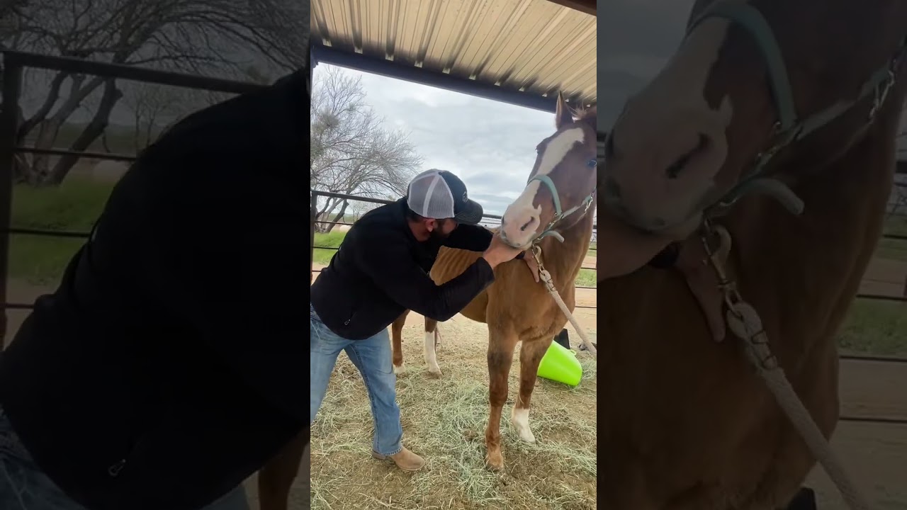 Horse Lower Neck Adjustment by Chiropractor, Dr. Mike Adney | Equine Stretching Masterclass Link