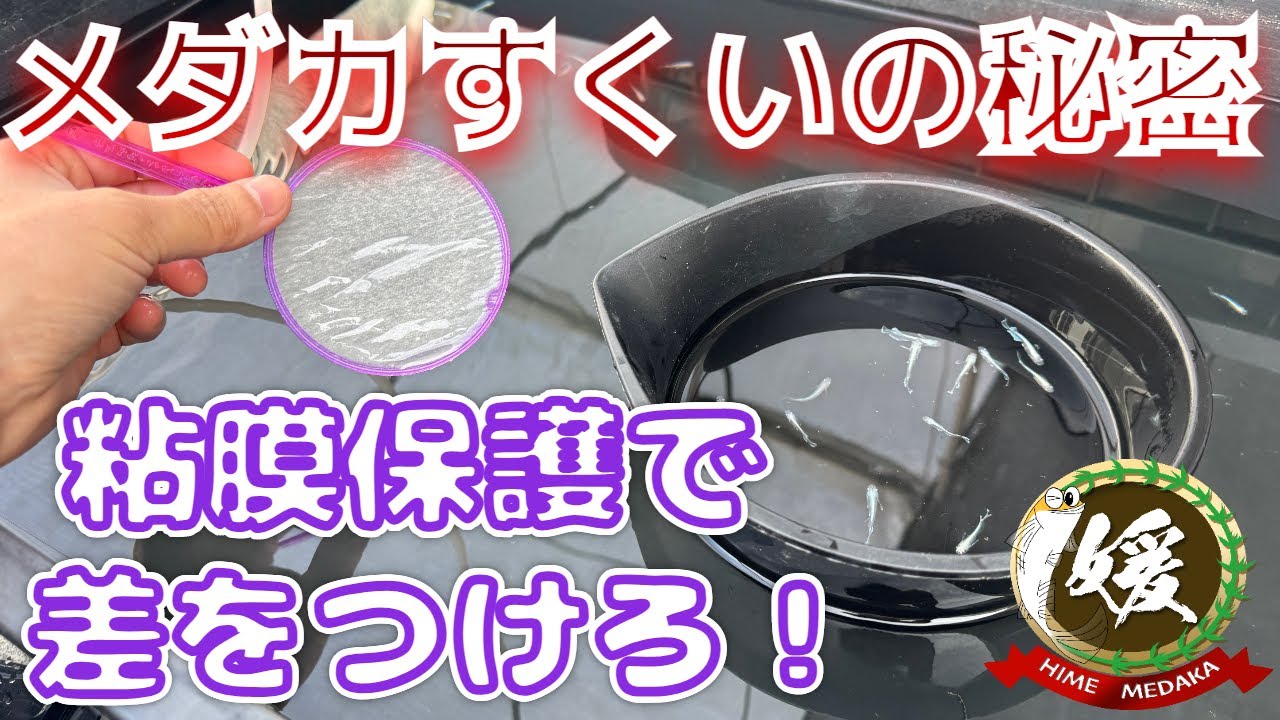 メダカすくいのやり方と注意点について【媛めだか/キョーリンのプロテクトX】