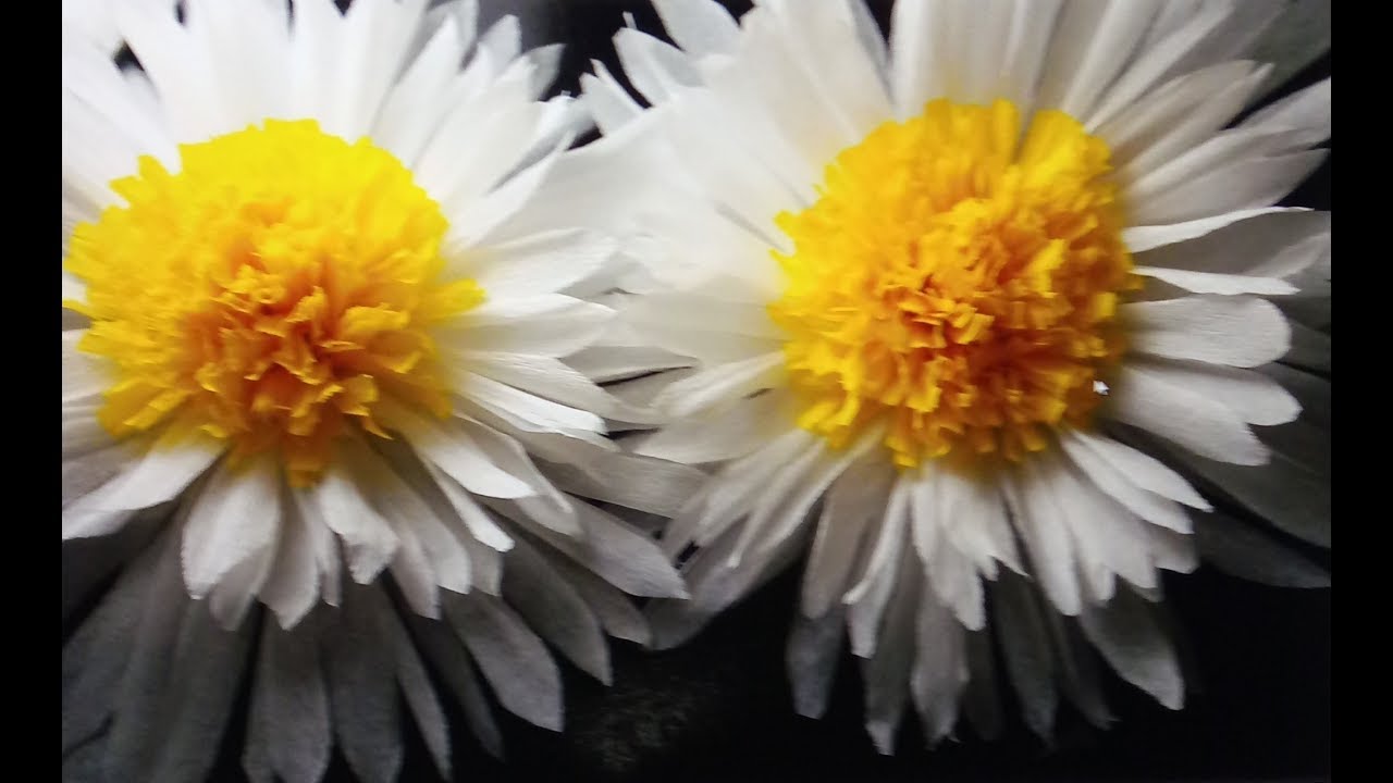 Margaritas de papel crepe facil y hermosas