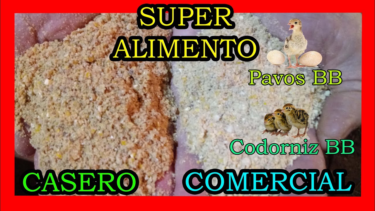 super alimento iniciador CASERO para codornices y pavos BEBE Facil y Rapido