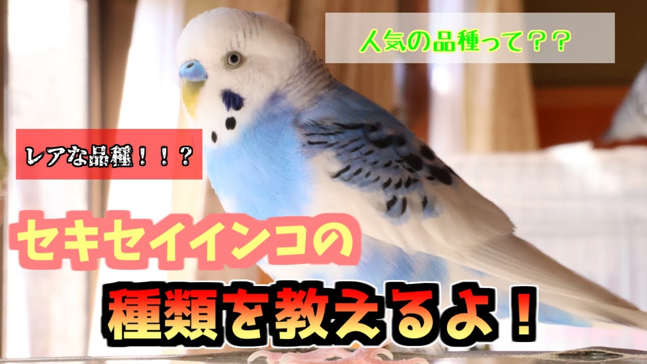 セキセイインコの種類を解説！～ぴったりの子を見つけよう！～
