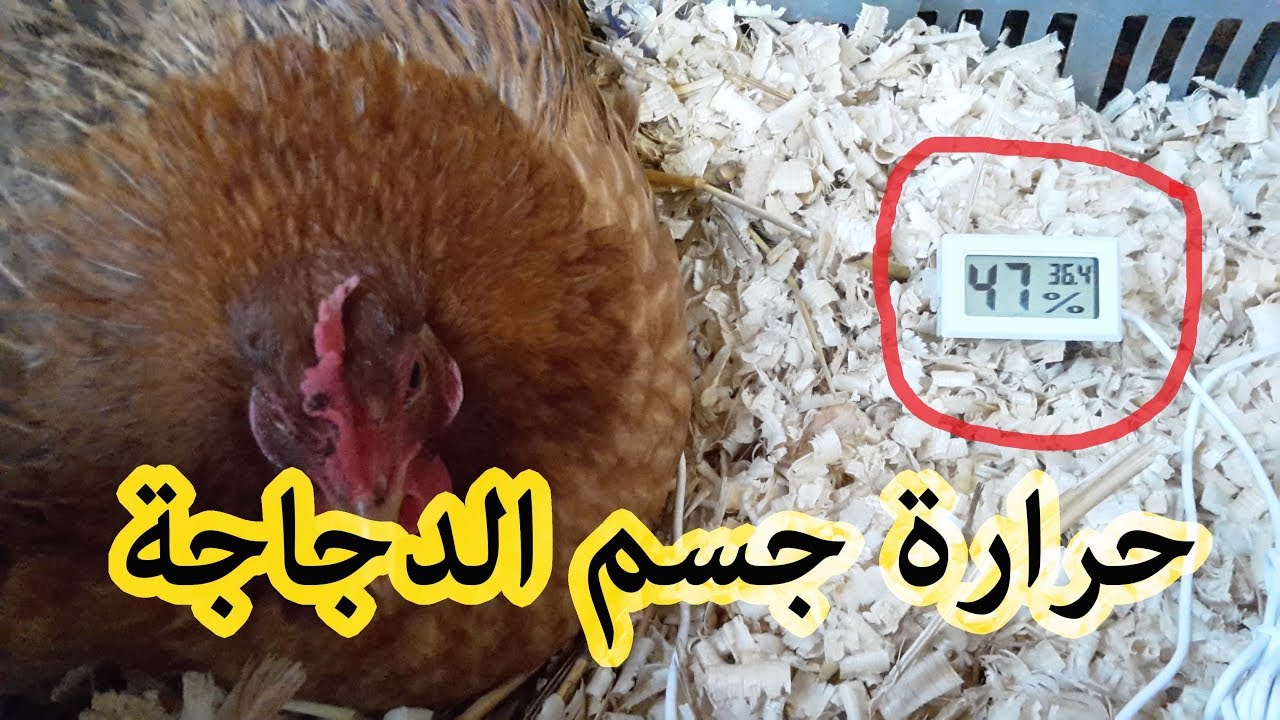 تربية الدجاج البلدي - هذه هي حرارة جسم الدجاجة عند رقادها