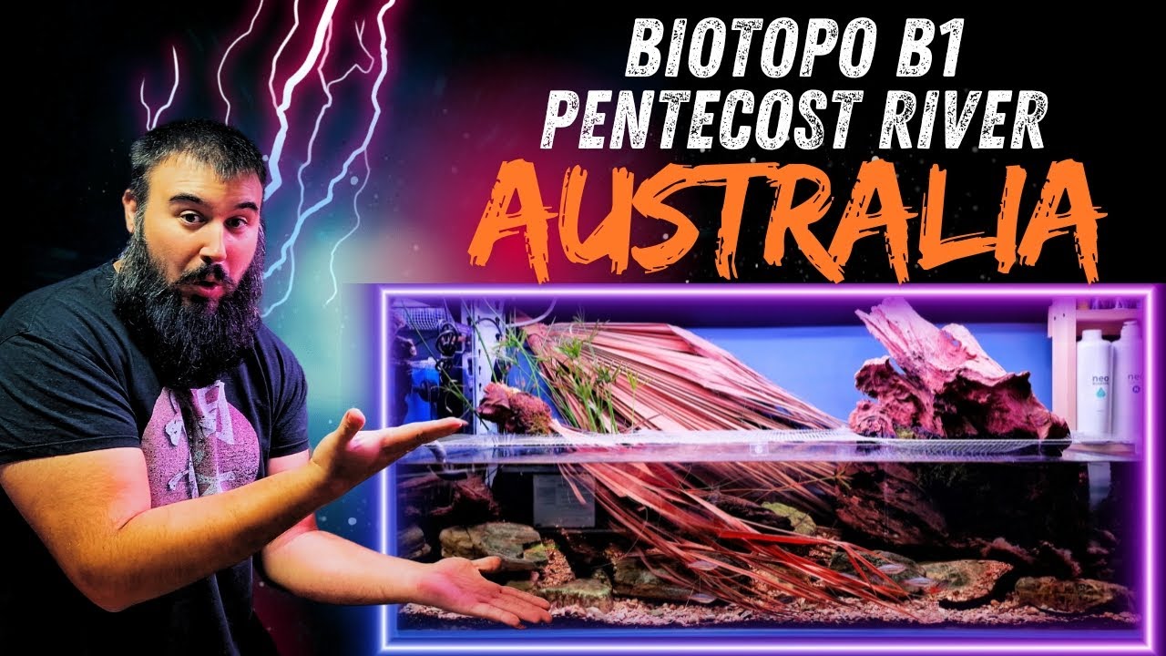 🟢¿Es un RÍO o es un ACUARIO? BIOTOPO B1 Pentecost River, AUSTRALIA. MELANOTAENIA SPLENDIDA AUSTRALIS