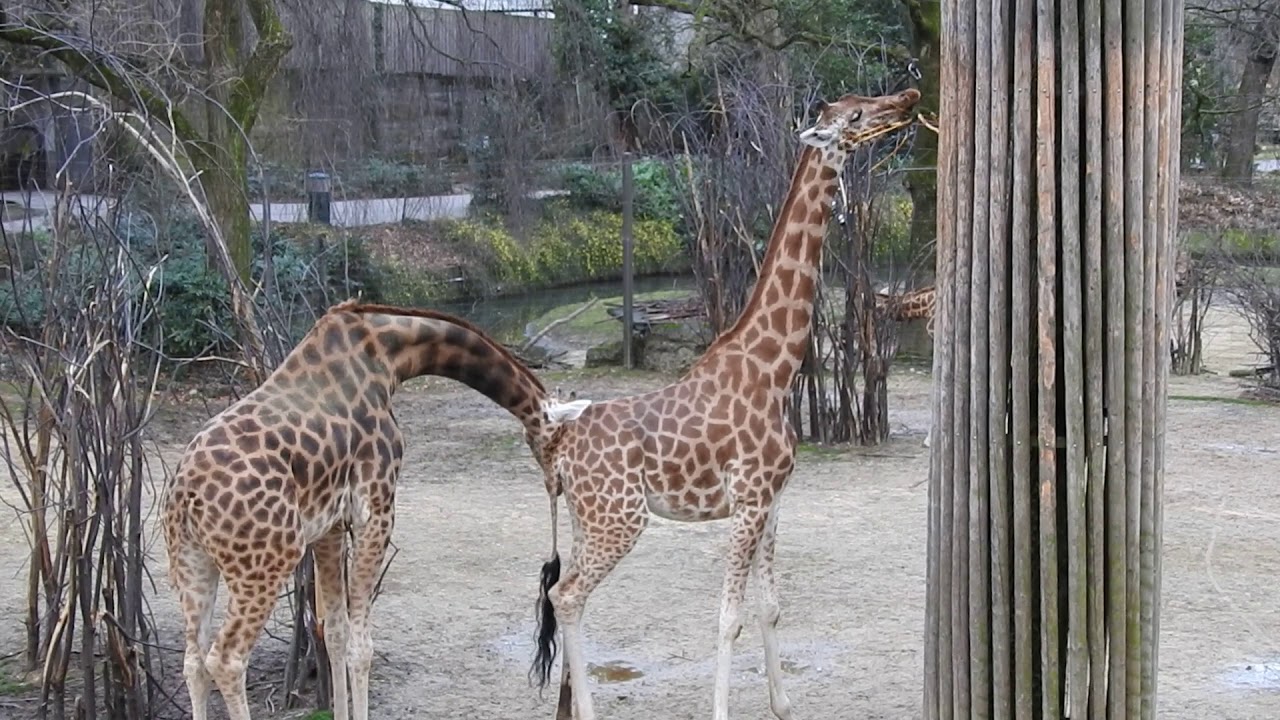 Giraffenliebe im Zoo Basel