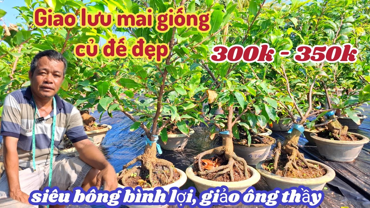 04/03/2026 💥Mai vàng Mai giống, siêu bông bình lợi, giảo ông thầy 300k-350k 