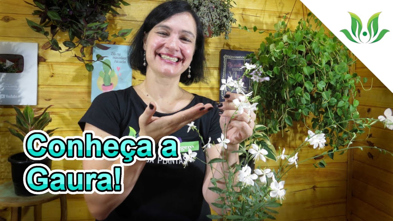 Conheça a linda Gaura!