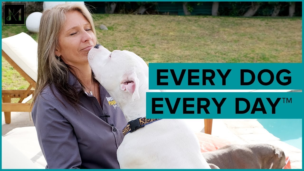 Every Dog Every Day&trade; Dogs Playing For Life&reg; x Animals Matter&reg;