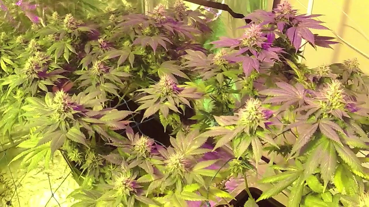BigBud flower week 6 indoor