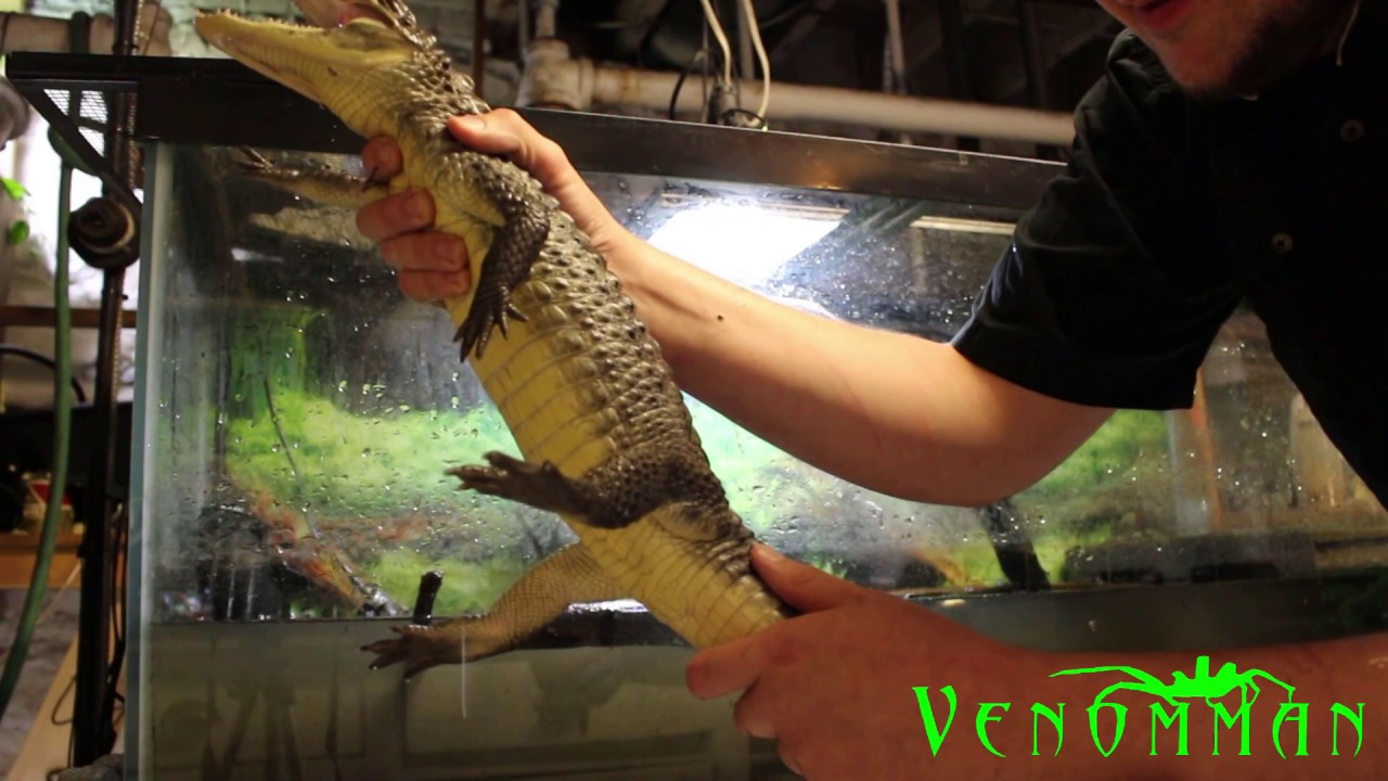 New reptile unboxing pet caiman.