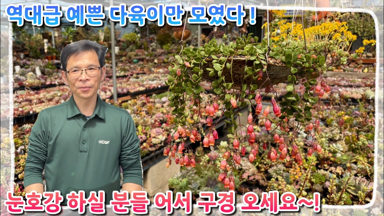 역대급 예쁜 다육이들만 모였다 !! 사장님과 함께하는 즐거운 분갈이 ! 다들 어서 구경오세요 ~!