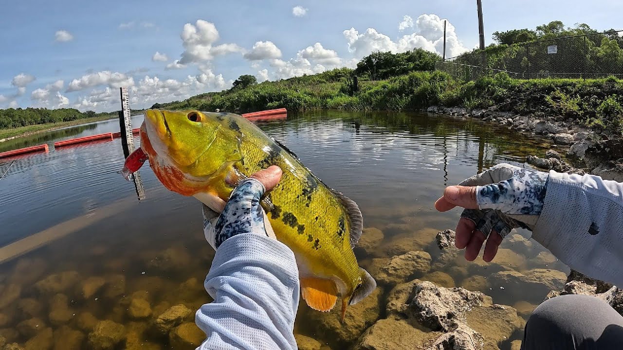 Wild Florida Peacock Bass Fishing: My Best Day Ever!