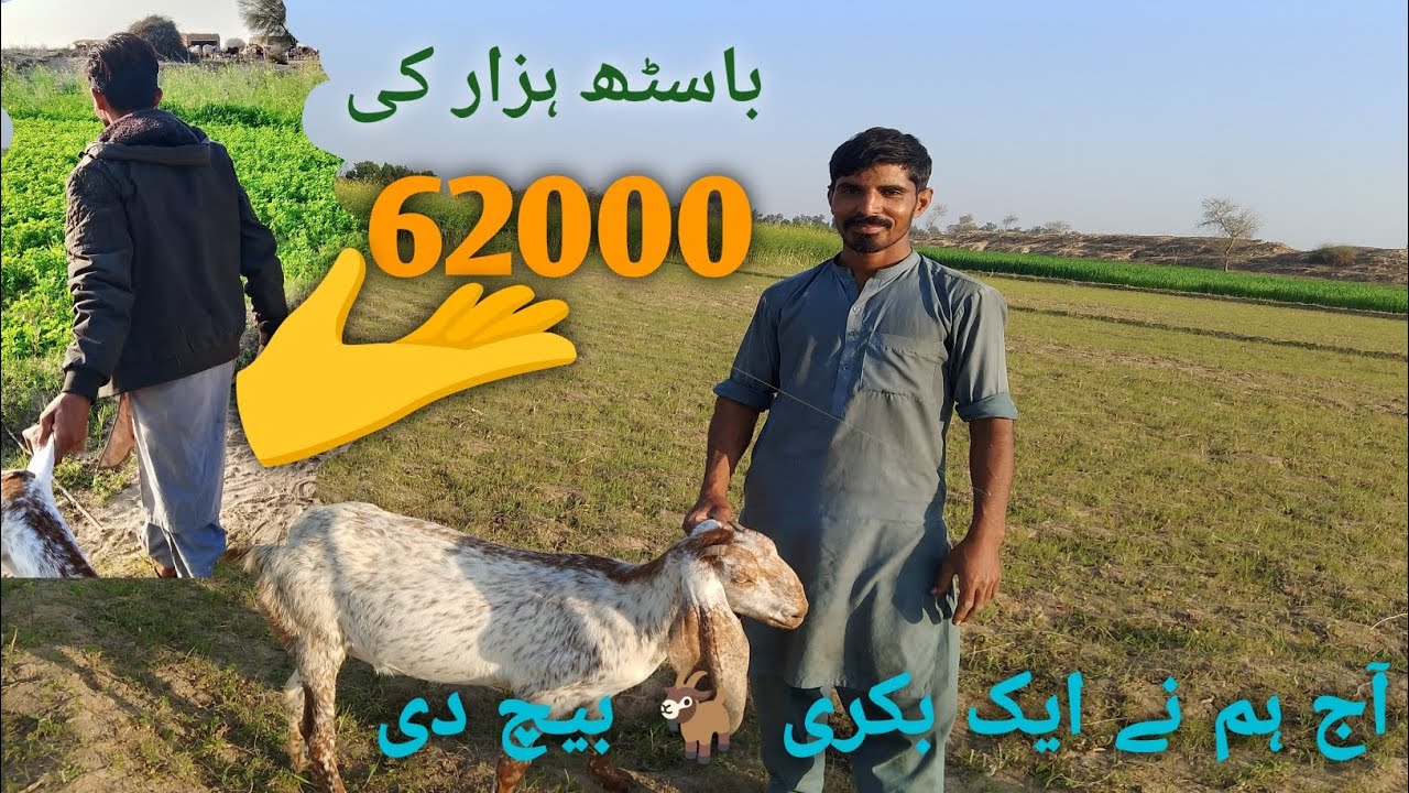 Aaj hum ny aik bkri bech di (62000ہزار)kee