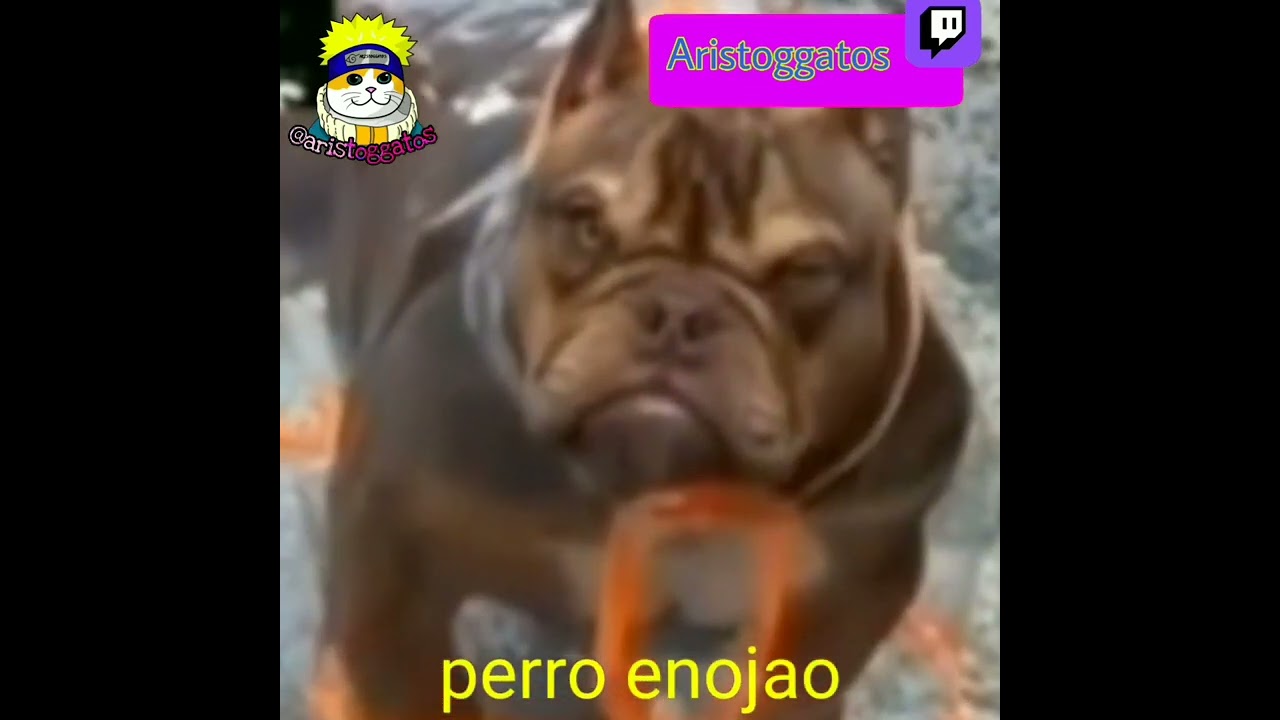 top 13 animales más épicos de la historia