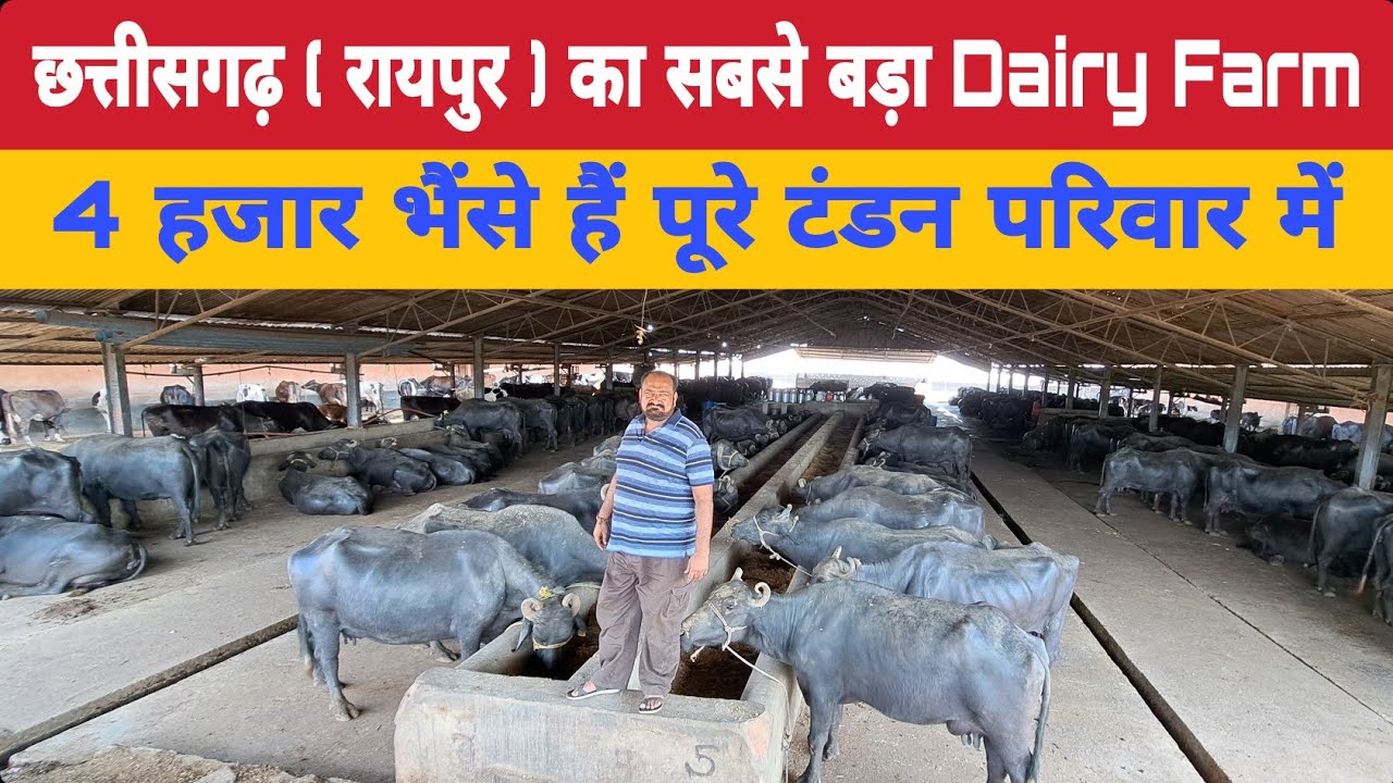 4000 भैंसे पालने वाले परिवार के 550 भैंसे रखने वाले किसान के Dairy की सच्चाई जानकर हैरान हो जाओगे 🥵