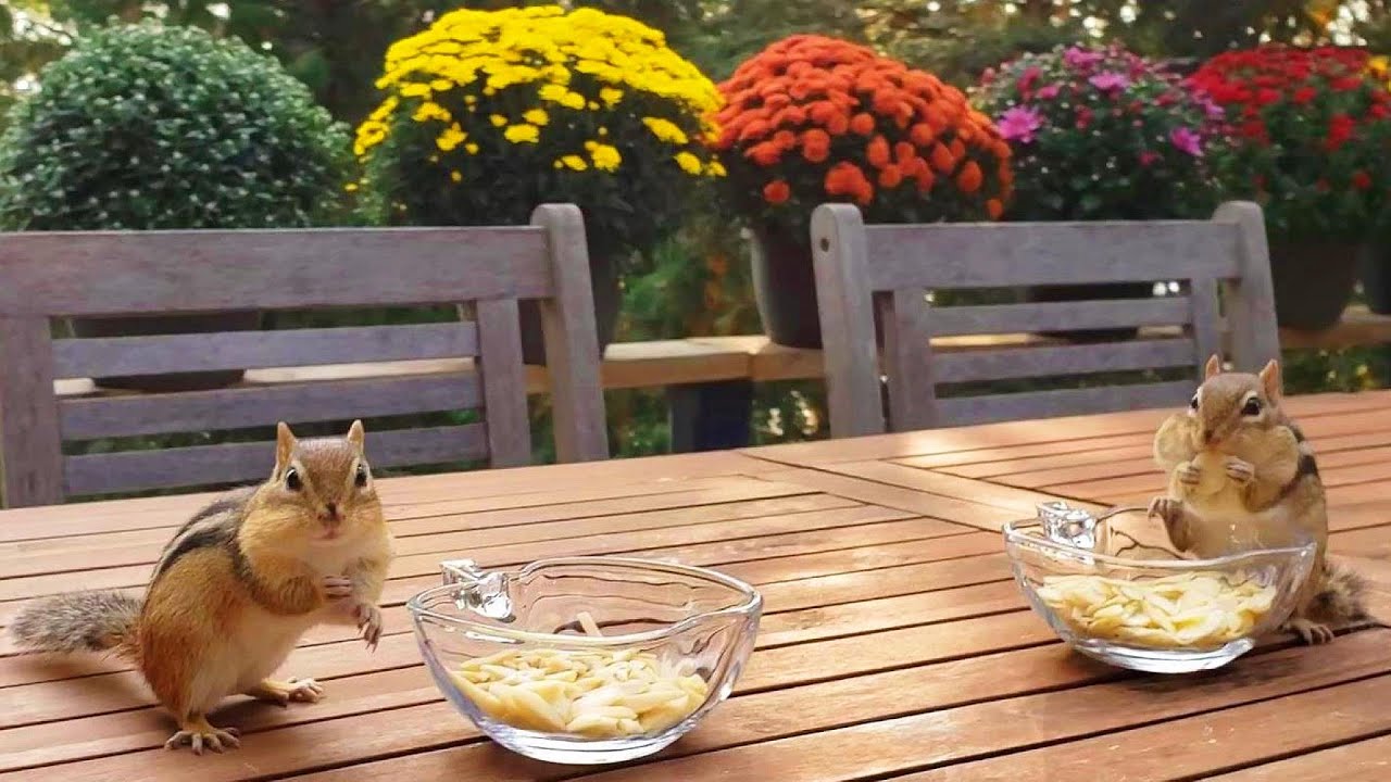 아몬드 향기에 푹 빠진 다람쥐들 Chipmunks Fall In Love With Almond Scent
