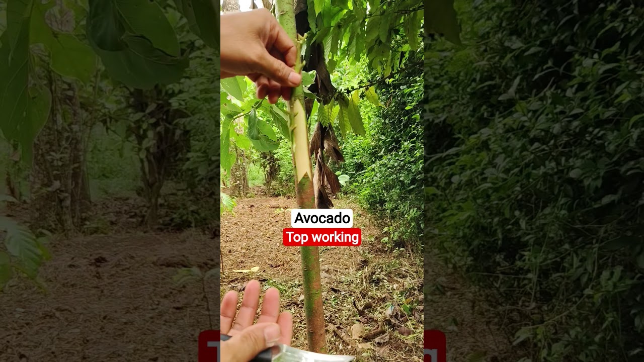 top working avocado #agrotoko #graftingtips #graftingtechnique #topworking