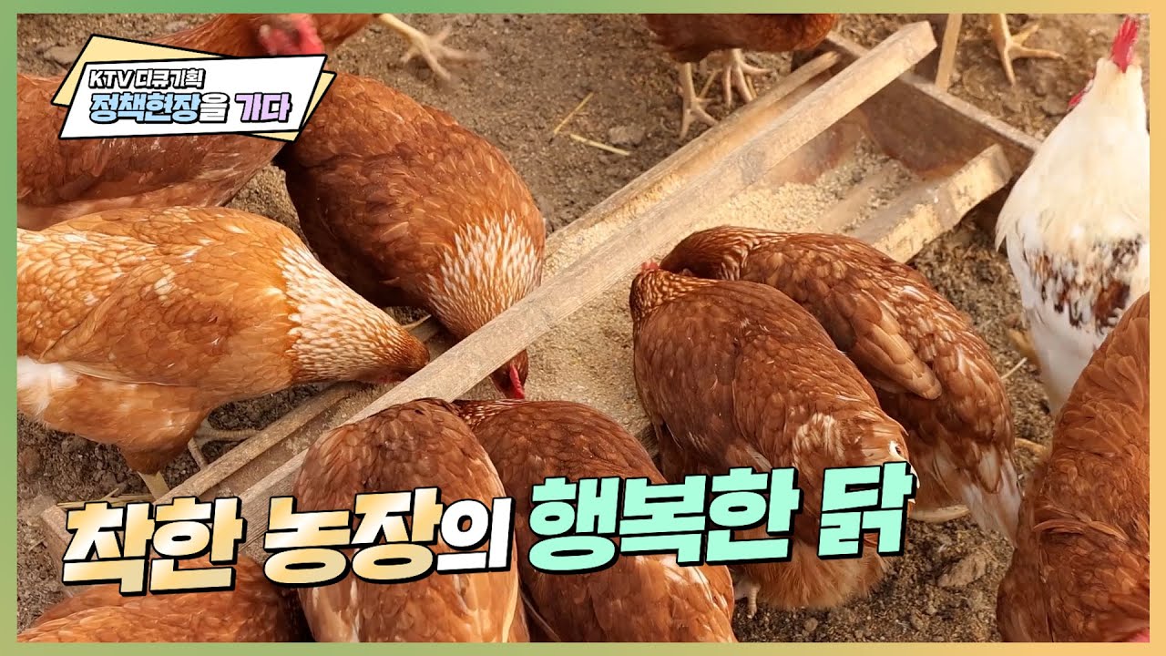 [정책현장을 가다_28회 하이라이트] 착한 농장의 행복한 닭 &ndash; 동물복지 축산농장 인증제도