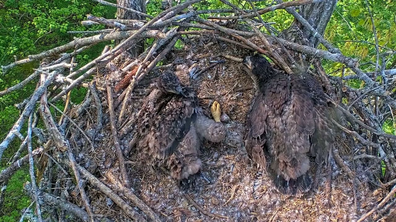 EP#432 #baldeagle Review birds in nest with nature #birdslovers #birdsounds #birdsnest #wildbirds