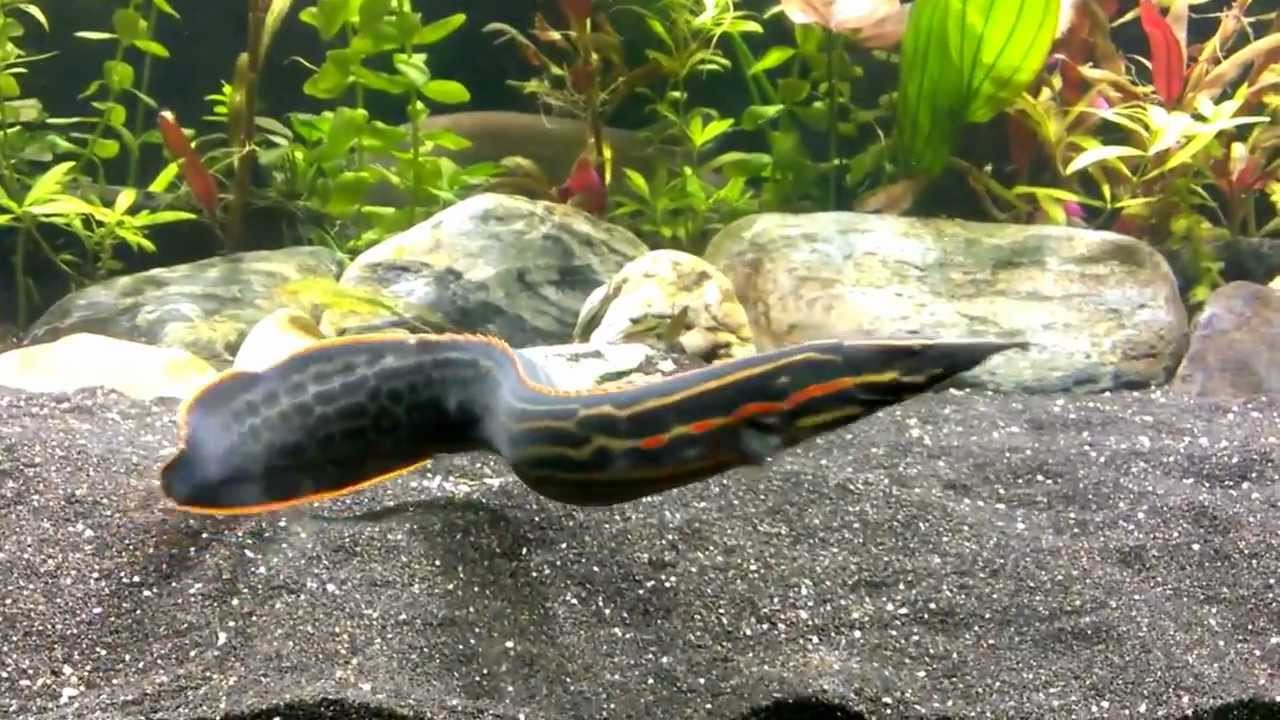 Fire eel in aquascaped predator community [HD]