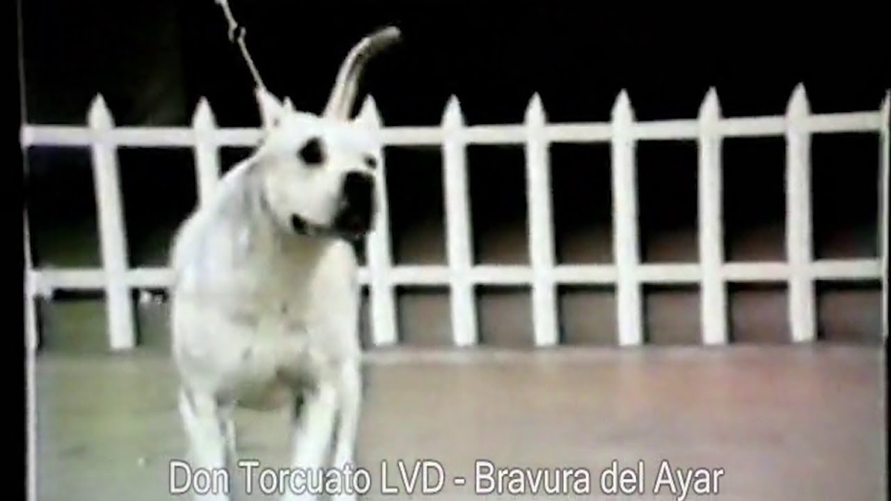 Don Torcuato de La Vieja Diana