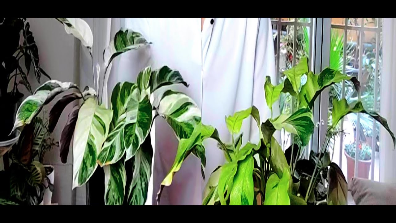 CALATHEA 'YELLOW FUSION