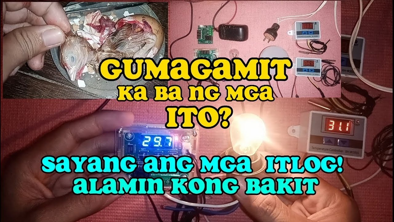 Mga (MALI) at (TAMANG) Pamamaraan sa Pagpaparami ng sisiw (XH-W3001) (W1209)