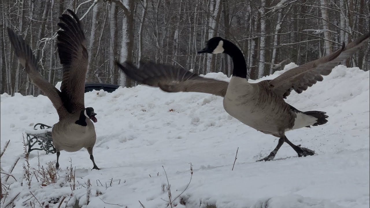 Fattening Up Before The Storm February 21, 2026
