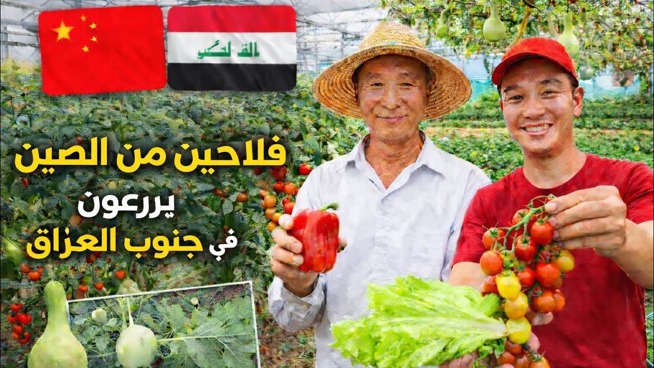 مزرعة صينيه متكاملة في جنوب العراق كل المزروعات الصينيه صارت بالعمارة 