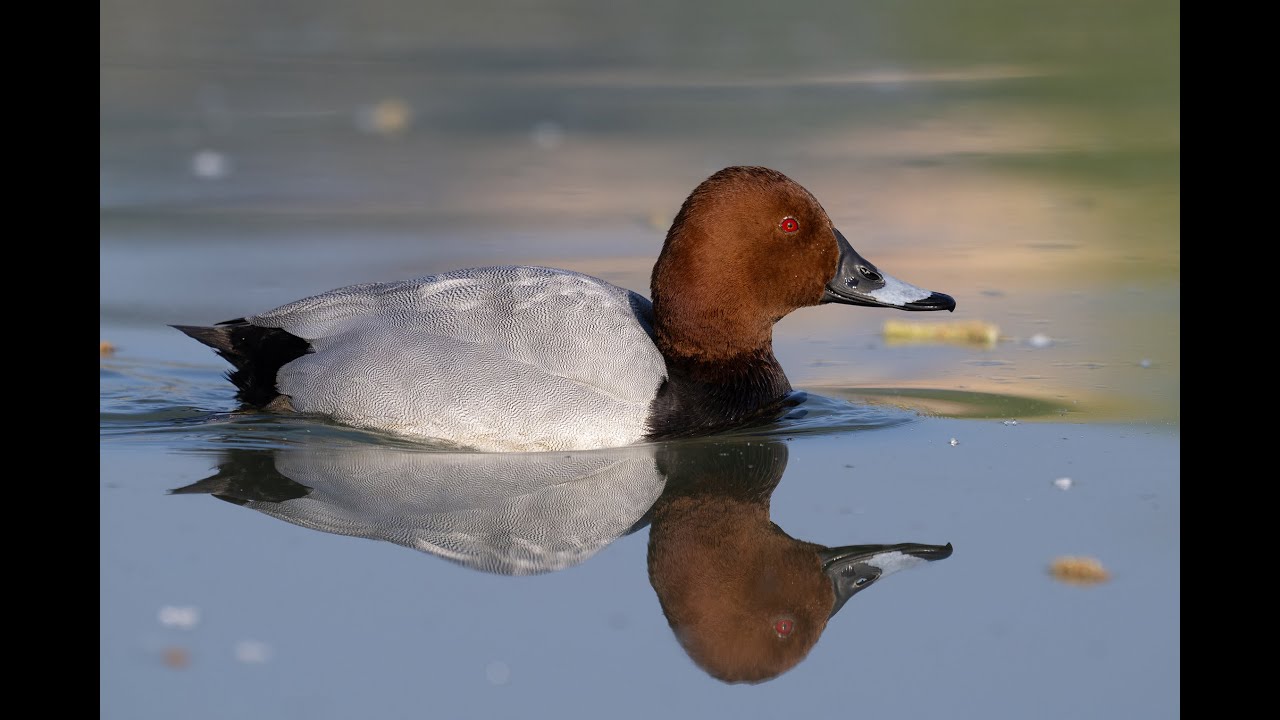 MORIGLIONE   in avvicinamento...