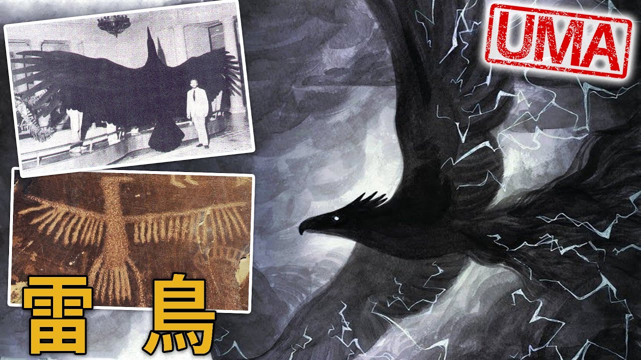 【UMA檔案】印地安古老傳說，天空之神「雷鳥」或許不只是傳說，1977年巨型鳥類襲擊孩童事件。