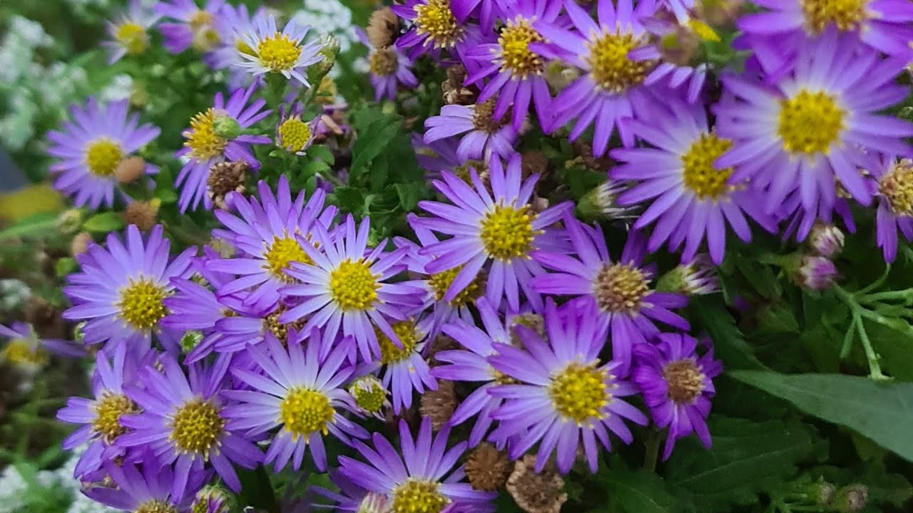 Yıldızpatı Çiçeği (Aster)