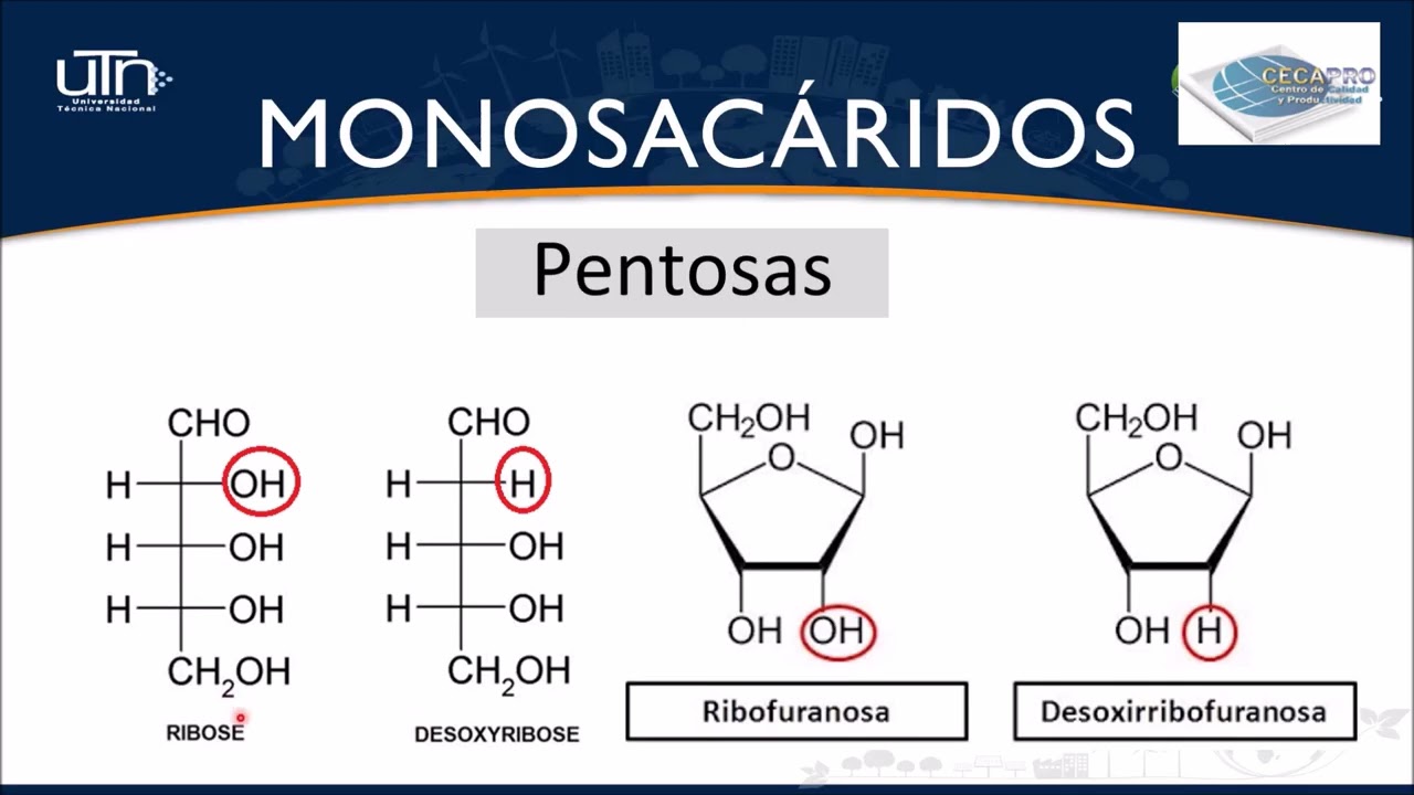 CARBOHIDRATOS VÍDEO 1