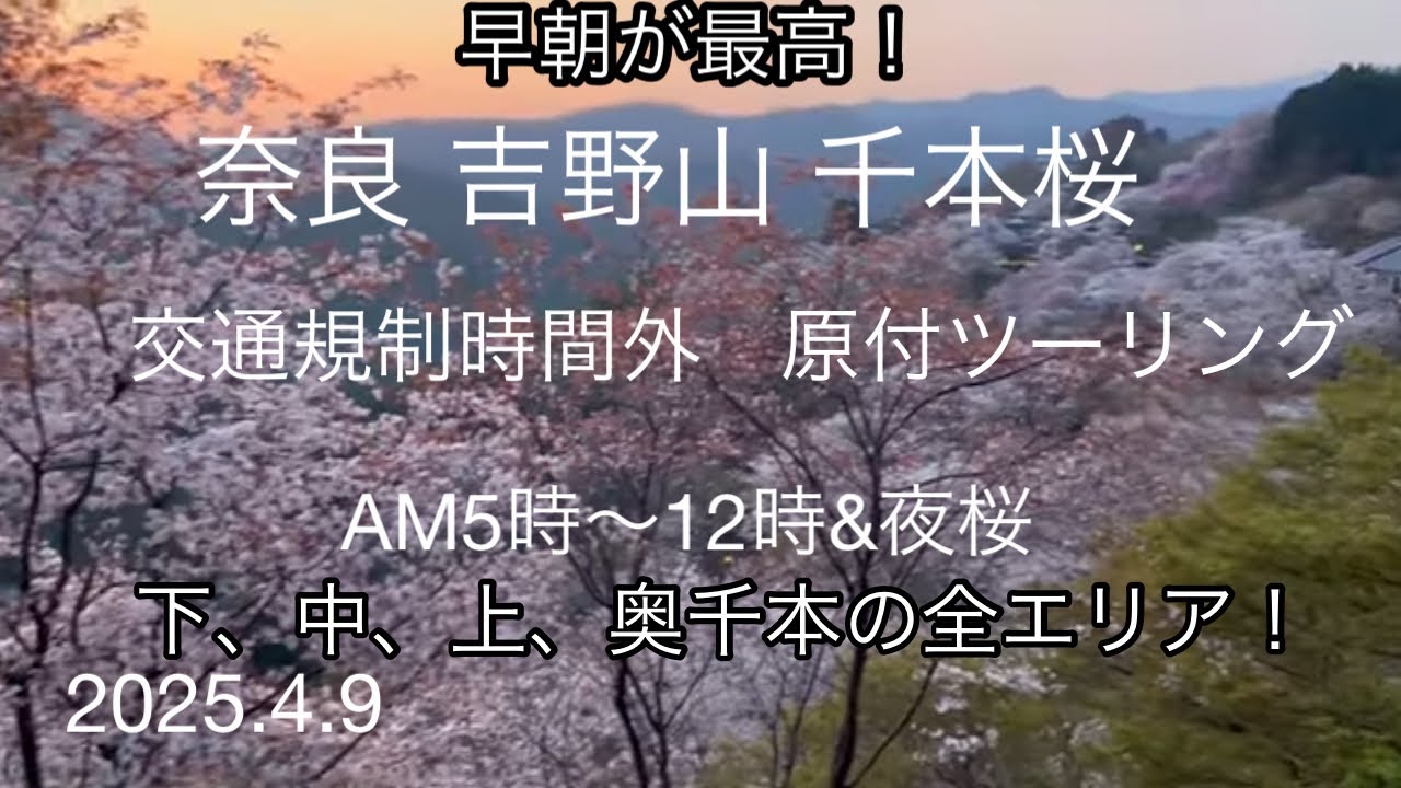 2025 吉野山の千本桜 早朝お花見ツーリング　朝5時〜12時＋夜桜の様子 下千本桜から奥千本桜まで全エリア 2025.4.9