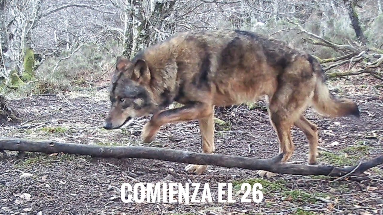 Cantabria. Comienza el 26. Fototrampeo Cántabro 