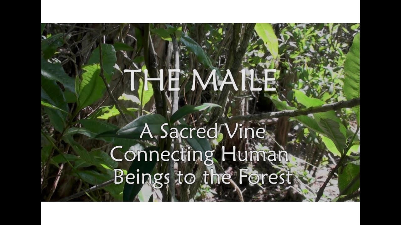 Maile - a sacred vine connecting human beings to the forest